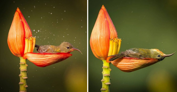 What a wonderful moment to capture! Nature is full of surprises, and sometimes, it gifts us with special once-in-a-lifetime moments. Rahul Singh, a talented wildlife photographer, was lucky enough to witness such a rare and beautiful event, and he even managed to capture it on camera 📸🌿. Rahul had set out to photograph sunbirds, small and colorful birds, feeding on the nectar from banana flowers. He went to a place with lots of ornamental banana bushes, hoping to get some amazing shots. Everything seemed normal at first, but then something incredible happened! A tiny crimson sunbird, only about 4 inches long, decided to do something unexpected. After filling up on sweet nectar, the little bird noticed some water that had collected on a banana flower petal from an early morning drizzle 🌧️🌸. Since it was a warm day, the sunbird hopped into the water and started taking a bath right there in the flower! It was a delightful and heartwarming sight, as the bird splashed around and cooled off in nature’s own little bathtub 💧🐦. Rahul couldn’t believe his luck! He was in the perfect spot at the perfect time to capture this magical moment. Seeing the little bird enjoy its bath was truly a once-in-a-lifetime experience, and Rahul felt grateful to be able to witness it. Moments like these show us just how amazing and full of surprises nature can be.