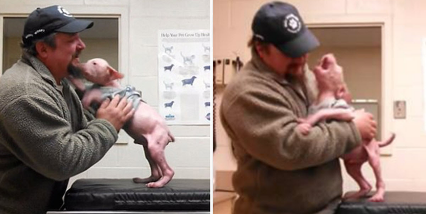 This heartwarming story is about a brave man and a lucky pup who found each other in the most beautiful way. Joey Wagner, a marine from Nova Scotia, went above and beyond when he rescued a pit bull puppy who was on the verge of death. The poor pup, suffering from severe mange, was in terrible condition, but Wagner acted quickly and rushed him to the vet for urgent care. Thanks to Joey’s fast actions, the puppy’s life was saved 🐕❤️. The puppy was given the name Mojo, a nod to his incredible luck in life. The medical team didn’t want to go through the traditional adoption process for Mojo because they knew there was one person who had already opened his heart to the little pup—Joey Wagner. When they reached out to Joey, it was clear that Mojo had already found his forever home. When Mojo saw the man who saved his life, his excitement was beyond words! 🐾💙 He instantly recognized Joey and was overjoyed to be reunited with him. Now, Mojo lives happily with Wagner and his family, and he’s a joyful and healthy boy, thanks to the love and care he received from his hero 🏡❤️.