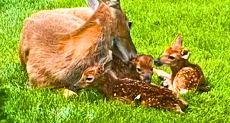 This is one of the sweetest and most beautiful stories! Imagine a gorgeous mama deer feeling safe enough to give birth to her three precious babies right in your backyard! 🦌💖 That's exactly what happened to TV newsman Gabriel Spiegel in a suburb of Cleveland. Spiegel has a special visitor named Ruby, a wild deer who has become a regular in his yard. Recently, Ruby gave birth to not one, not two, but three adorable baby fawns right there on his property. Spiegel captured this magical moment on camera as Ruby tenderly cared for her newborns, watching as they took their very first wobbly steps. It was a true miracle of life! 🥺✨ But what makes this story even more incredible is that Ruby gave birth to triplets, which is quite rare. Only about 2 percent of deer births result in triplets, making this an extra special moment. Ruby and her babies, who Spiegel named Sapphire, Topaz, and Diamond, rested peacefully in his yard throughout the evening. By the next morning, the little family of four was on the move, heading off into the wild—but not before leaving a lasting impression on Spiegel and everyone who heard the story. This isn’t the first time Ruby has trusted Spiegel’s backyard for such a special occasion. Over the past four years, she’s had two other fawns there, whom Spiegel named Opal and Jade. Now, they’ve grown up, but still visit from time to time, following in their mother’s footsteps. It’s clear that Ruby feels safe and secure in this special place, and her bond with Spiegel is built on trust and kindness 🦌💕 What a blessing it must be to have such beautiful animals in your backyard! Spiegel must feel honored and privileged to know that Ruby trusted him enough to bring her babies into the world on his property. It’s a reminder that trust, friendship, and kindness go a long way, even with the wild animals that share our world 🌍❤️. Such a heartwarming story that reminds us of the beauty of nature and the incredible bonds we can share with animals. Ruby and her babies will always be welcome back, and it’s wonderful to see how much love and care Gabriel Spiegel has for this special deer family 🥰.