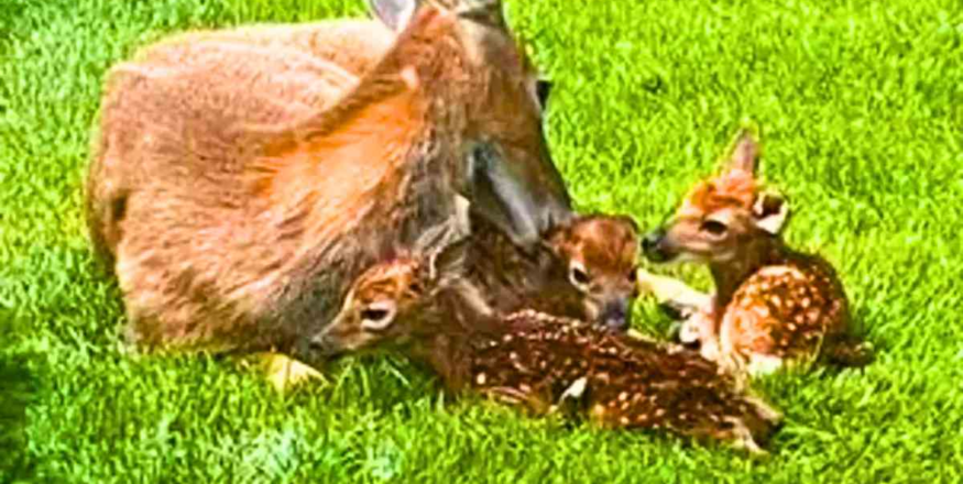 This is one of the sweetest and most beautiful stories! Imagine a gorgeous mama deer feeling safe enough to give birth to her three precious babies right in your backyard! 🦌💖 That's exactly what happened to TV newsman Gabriel Spiegel in a suburb of Cleveland. Spiegel has a special visitor named Ruby, a wild deer who has become a regular in his yard. Recently, Ruby gave birth to not one, not two, but three adorable baby fawns right there on his property. Spiegel captured this magical moment on camera as Ruby tenderly cared for her newborns, watching as they took their very first wobbly steps. It was a true miracle of life! 🥺✨ But what makes this story even more incredible is that Ruby gave birth to triplets, which is quite rare. Only about 2 percent of deer births result in triplets, making this an extra special moment. Ruby and her babies, who Spiegel named Sapphire, Topaz, and Diamond, rested peacefully in his yard throughout the evening. By the next morning, the little family of four was on the move, heading off into the wild—but not before leaving a lasting impression on Spiegel and everyone who heard the story. This isn’t the first time Ruby has trusted Spiegel’s backyard for such a special occasion. Over the past four years, she’s had two other fawns there, whom Spiegel named Opal and Jade. Now, they’ve grown up, but still visit from time to time, following in their mother’s footsteps. It’s clear that Ruby feels safe and secure in this special place, and her bond with Spiegel is built on trust and kindness 🦌💕 What a blessing it must be to have such beautiful animals in your backyard! Spiegel must feel honored and privileged to know that Ruby trusted him enough to bring her babies into the world on his property. It’s a reminder that trust, friendship, and kindness go a long way, even with the wild animals that share our world 🌍❤️. Such a heartwarming story that reminds us of the beauty of nature and the incredible bonds we can share with animals. Ruby and her babies will always be welcome back, and it’s wonderful to see how much love and care Gabriel Spiegel has for this special deer family 🥰.