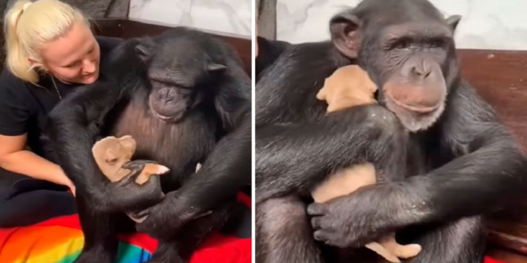 Animals are some of the most caring and loving creatures out there ❤️. They have so much love to give, and their gentle nature can melt anyone’s heart. One such beautiful moment happened recently at the Myrtle Beach Safari preserve, where a chimpanzee named Vali met a pit bull puppy 🐵🐶. The way Vali, the chimp, gently embraced the puppy was simply magical! It’s incredible how animals from different species can form such strong, loving bonds. Watching Vali hold the puppy with such tenderness reminded everyone that love isn’t limited by species or appearance—it's a universal feeling that can be shared by all 🌍💕. Some people who saw the video were a bit worried that Vali might accidentally hurt the puppy because chimps are so strong. But the Myrtle Beach Safari staff know exactly how to care for animals and make sure their interactions are safe and happy 😊. It’s a powerful reminder that love always wins and that animals, like Vali, have hearts full of compassion ❤️.