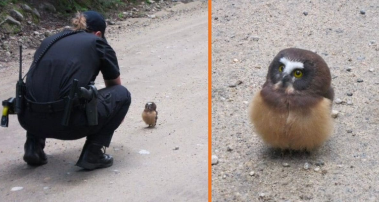 Please take a moment to send love and prayers to this adorable little owl! 🦉❤️ This heartwarming story is sure to melt your heart. One fine day, two police officers from Boulder, Colorado, were driving down a dirt road when they spotted something unusual in the middle of the road. As they got closer, they realized it was a tiny baby Northern Saw-Whet owl, sitting all by itself and looking a bit lost. This little owl, with its big yellow eyes and cat-like face, seemed unaware of the dangers of traffic. The kind officers knew they had to help this precious owl! The tiny bird, while serious-looking with its oversized head, was also incredibly cute. The interaction between the owl and one of the officers was simply priceless! When the officer said “Hey, what’s up?” to the owl, the little bird immediately turned its head in response. Then, when she said “hello,” the owl opened its big eyes even wider, as if it was really listening to her. It was such an adorable and funny moment that the officer couldn’t help but smile 😄. After their little chat, the officers knew it was time to help the owl get to safety. The owl flapped its tiny wings and flew off into the sky, safe from the dangers of the road. What a magical scene to witness! 💗💜💚 Northern Saw-Whet owls usually hunt at dusk and dawn, using their “sit and wait” strategy to catch prey from low-lying areas. Maybe this little owl was trying to set a trap, but instead, it found two kind cops who made sure it didn’t get into any trouble! This moment was so special, and it’s not every day you see a police officer talking to a baby owl. It just goes to show that there are kind-hearted people in the world who care for even the smallest creatures 🦉💕. Thank you to the officers who took the time to befriend this little owl and help it safely fly away. What a once-in-a-lifetime experience! God bless you for being so kind, and we’re so glad this little baby owl has a friend like you ❤️🙏.