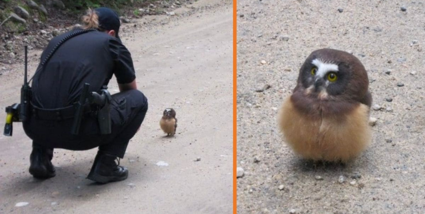 Please take a moment to send love and prayers to this adorable little owl! 🦉❤️ This heartwarming story is sure to melt your heart. One fine day, two police officers from Boulder, Colorado, were driving down a dirt road when they spotted something unusual in the middle of the road. As they got closer, they realized it was a tiny baby Northern Saw-Whet owl, sitting all by itself and looking a bit lost. This little owl, with its big yellow eyes and cat-like face, seemed unaware of the dangers of traffic. The kind officers knew they had to help this precious owl! The tiny bird, while serious-looking with its oversized head, was also incredibly cute. The interaction between the owl and one of the officers was simply priceless! When the officer said “Hey, what’s up?” to the owl, the little bird immediately turned its head in response. Then, when she said “hello,” the owl opened its big eyes even wider, as if it was really listening to her. It was such an adorable and funny moment that the officer couldn’t help but smile 😄. After their little chat, the officers knew it was time to help the owl get to safety. The owl flapped its tiny wings and flew off into the sky, safe from the dangers of the road. What a magical scene to witness! 💗💜💚 Northern Saw-Whet owls usually hunt at dusk and dawn, using their “sit and wait” strategy to catch prey from low-lying areas. Maybe this little owl was trying to set a trap, but instead, it found two kind cops who made sure it didn’t get into any trouble! This moment was so special, and it’s not every day you see a police officer talking to a baby owl. It just goes to show that there are kind-hearted people in the world who care for even the smallest creatures 🦉💕. Thank you to the officers who took the time to befriend this little owl and help it safely fly away. What a once-in-a-lifetime experience! God bless you for being so kind, and we’re so glad this little baby owl has a friend like you ❤️🙏.