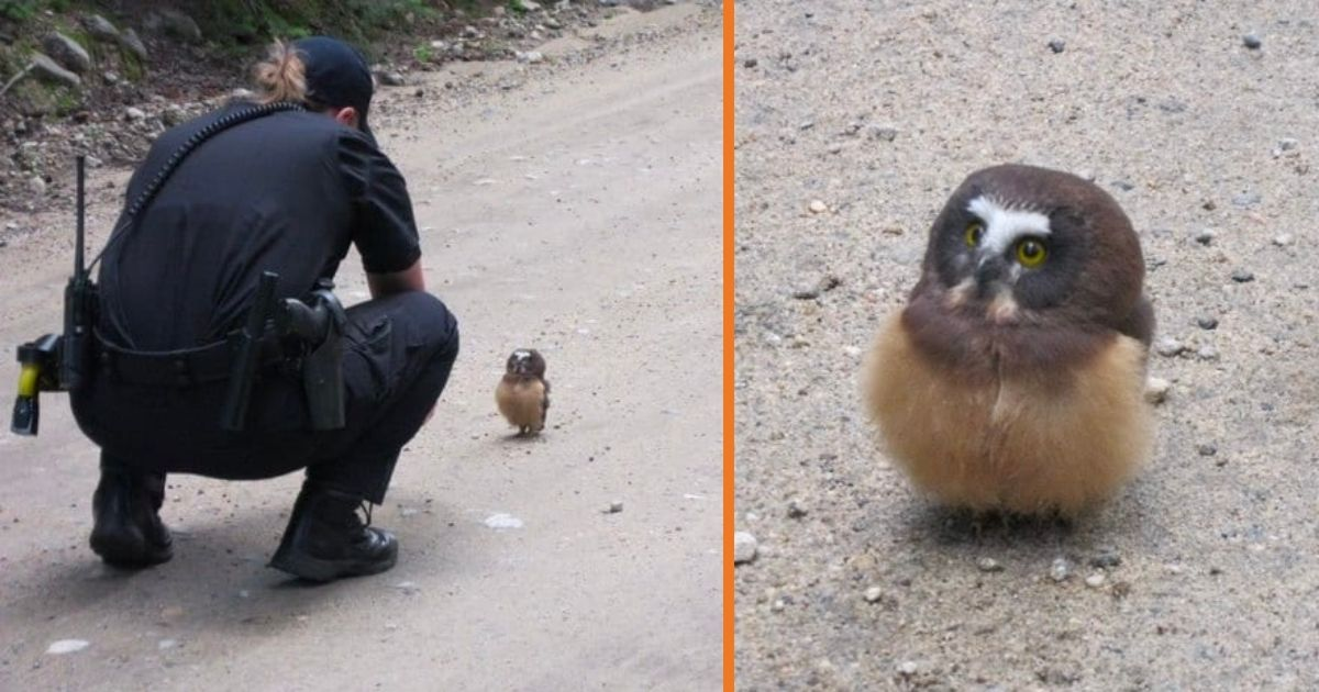 Please take a moment to send love and prayers to this adorable little owl! 🦉❤️ This heartwarming story is sure to melt your heart. One fine day, two police officers from Boulder, Colorado, were driving down a dirt road when they spotted something unusual in the middle of the road. As they got closer, they realized it was a tiny baby Northern Saw-Whet owl, sitting all by itself and looking a bit lost. This little owl, with its big yellow eyes and cat-like face, seemed unaware of the dangers of traffic. The kind officers knew they had to help this precious owl! The tiny bird, while serious-looking with its oversized head, was also incredibly cute. The interaction between the owl and one of the officers was simply priceless! When the officer said “Hey, what’s up?” to the owl, the little bird immediately turned its head in response. Then, when she said “hello,” the owl opened its big eyes even wider, as if it was really listening to her. It was such an adorable and funny moment that the officer couldn’t help but smile 😄. After their little chat, the officers knew it was time to help the owl get to safety. The owl flapped its tiny wings and flew off into the sky, safe from the dangers of the road. What a magical scene to witness! 💗💜💚 Northern Saw-Whet owls usually hunt at dusk and dawn, using their “sit and wait” strategy to catch prey from low-lying areas. Maybe this little owl was trying to set a trap, but instead, it found two kind cops who made sure it didn’t get into any trouble! This moment was so special, and it’s not every day you see a police officer talking to a baby owl. It just goes to show that there are kind-hearted people in the world who care for even the smallest creatures 🦉💕. Thank you to the officers who took the time to befriend this little owl and help it safely fly away. What a once-in-a-lifetime experience! God bless you for being so kind, and we’re so glad this little baby owl has a friend like you ❤️🙏.