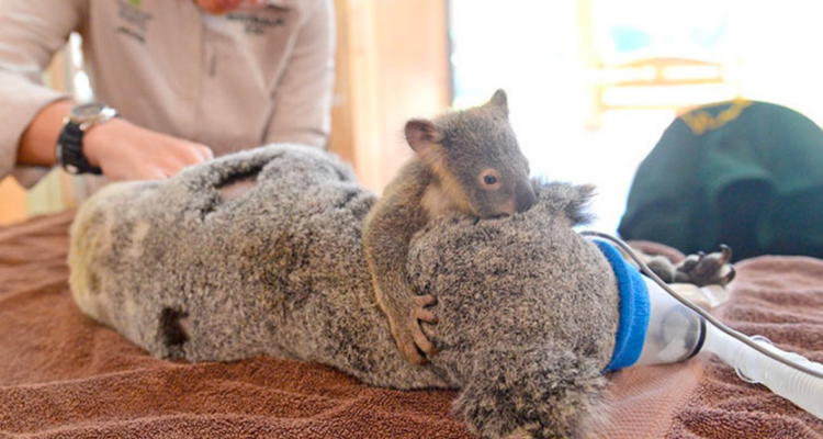 Nothing is more important to a baby than their mom, and this story about a mother koala and her baby is really heartwarming! 🐨❤️ The mom koala’s name is Lizzy, and she was in a scary accident when she was hit by a car in Australia. She had some serious injuries, like a collapsed lung and hurt her face. But luckily, some kind people found her and rushed her to the animal emergency room 🚑. The best part is that her baby, Phantom, was totally safe and unhurt! Since he was still very young, the vets decided to keep him with his mom while she got treatment. Phantom was really worried and confused when he saw his mom not feeling well, so he did the only thing he could think of—he hugged her tightly to comfort her 🤗💖. Throughout Lizzy’s check-ups and surgery, little Phantom never left her side. He kept giving her lots of cuddles, and it seemed like his hugs really helped his mom get through it all. How sweet is that? 🥰