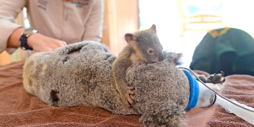 Nothing is more important to a baby than their mom, and this story about a mother koala and her baby is really heartwarming! 🐨❤️ The mom koala’s name is Lizzy, and she was in a scary accident when she was hit by a car in Australia. She had some serious injuries, like a collapsed lung and hurt her face. But luckily, some kind people found her and rushed her to the animal emergency room 🚑. The best part is that her baby, Phantom, was totally safe and unhurt! Since he was still very young, the vets decided to keep him with his mom while she got treatment. Phantom was really worried and confused when he saw his mom not feeling well, so he did the only thing he could think of—he hugged her tightly to comfort her 🤗💖. Throughout Lizzy’s check-ups and surgery, little Phantom never left her side. He kept giving her lots of cuddles, and it seemed like his hugs really helped his mom get through it all. How sweet is that? 🥰