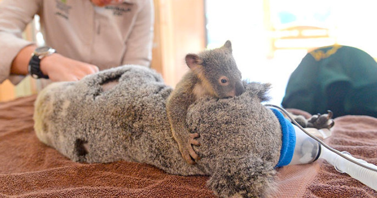 Nothing is more important to a baby than their mom, and this story about a mother koala and her baby is really heartwarming! 🐨❤️ The mom koala’s name is Lizzy, and she was in a scary accident when she was hit by a car in Australia. She had some serious injuries, like a collapsed lung and hurt her face. But luckily, some kind people found her and rushed her to the animal emergency room 🚑. The best part is that her baby, Phantom, was totally safe and unhurt! Since he was still very young, the vets decided to keep him with his mom while she got treatment. Phantom was really worried and confused when he saw his mom not feeling well, so he did the only thing he could think of—he hugged her tightly to comfort her 🤗💖. Throughout Lizzy’s check-ups and surgery, little Phantom never left her side. He kept giving her lots of cuddles, and it seemed like his hugs really helped his mom get through it all. How sweet is that? 🥰